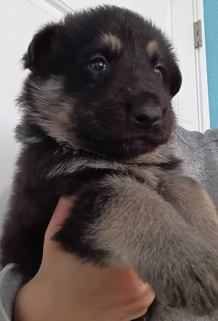 Radha white collar puppy.jpg