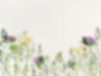 hintergrund-blumen.jpg