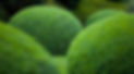 boxwood-topiary-jake-hobson-niwai_edited.jpg