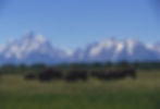 Buffalo - mountain prairie grass.jpg