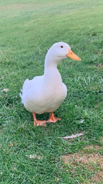 ping-the-pet-duck-in-field