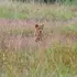 Lion cub resting in the savannah grass of Queen Elizabeth National Park Uganda