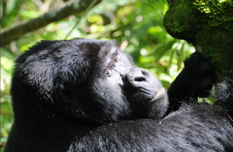 uganda-gorilla-tour-impenetrable-forest