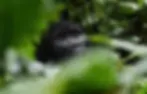 uganda-gorilla-tracking-bwindi-national-park