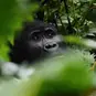 How Uganda's Tourism could be affected by Sovereignty Bill