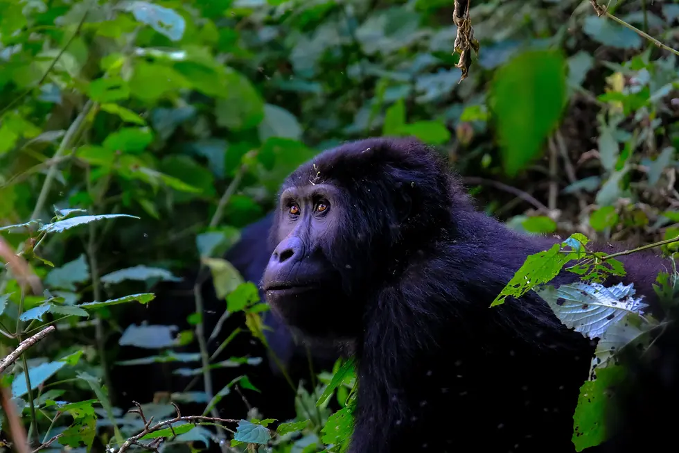 High angle view of a mountain gorilla family resting in Mgahinga Gorilla National Park