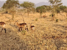 Narus Valley - Kidepo's Premier Game Viewing Zone