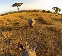 rhino-in-akagera-rwanda.webp