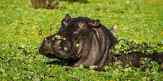 hippo-in-drc-congo-national-park.jpg