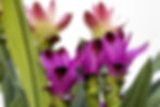 Inflorescências de Curcuma longa