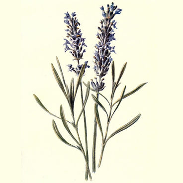 Lavandula angustifolia, a lavanda verdadeira