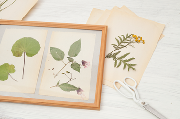 Aprenda a secar plantas para fazer lindos quadros
