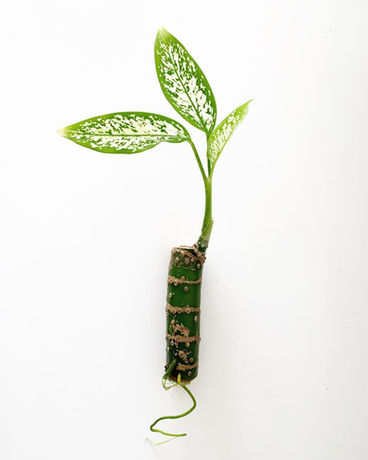 Aproxime-se das plantas em sua casa