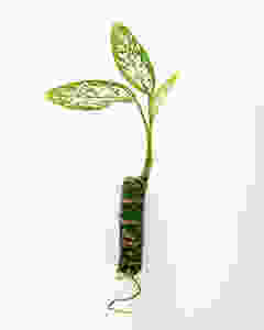 Muda de comigo-ninguém-pode (Dieffenbachia dp.)