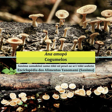 Os cogumelos Yanomami