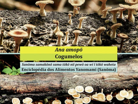 Os cogumelos Yanomami