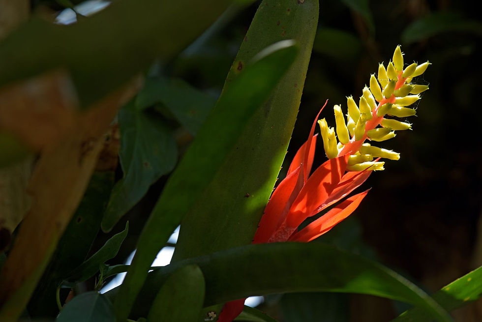 Cultivando a Mata Atlântica em casa