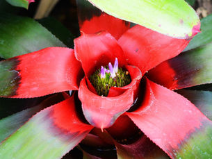 Comece a estudar Botânica