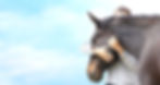 AdobeStock_63920573_edited_edited_edited.jpg