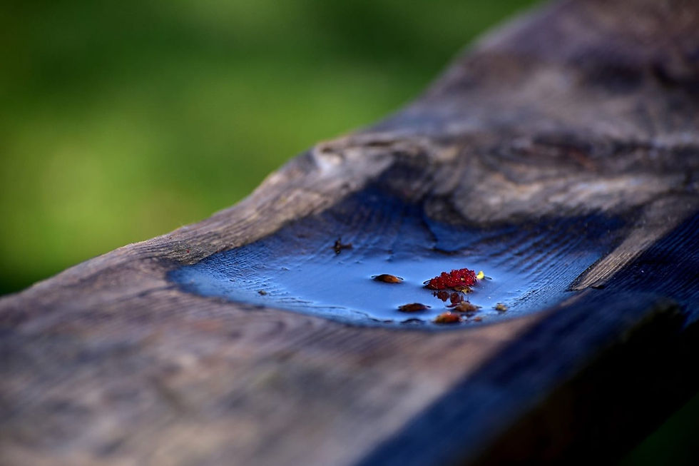 עומק שדה רדוד- מצב דיוקן עדשה מס' 3 (טלפוטו)