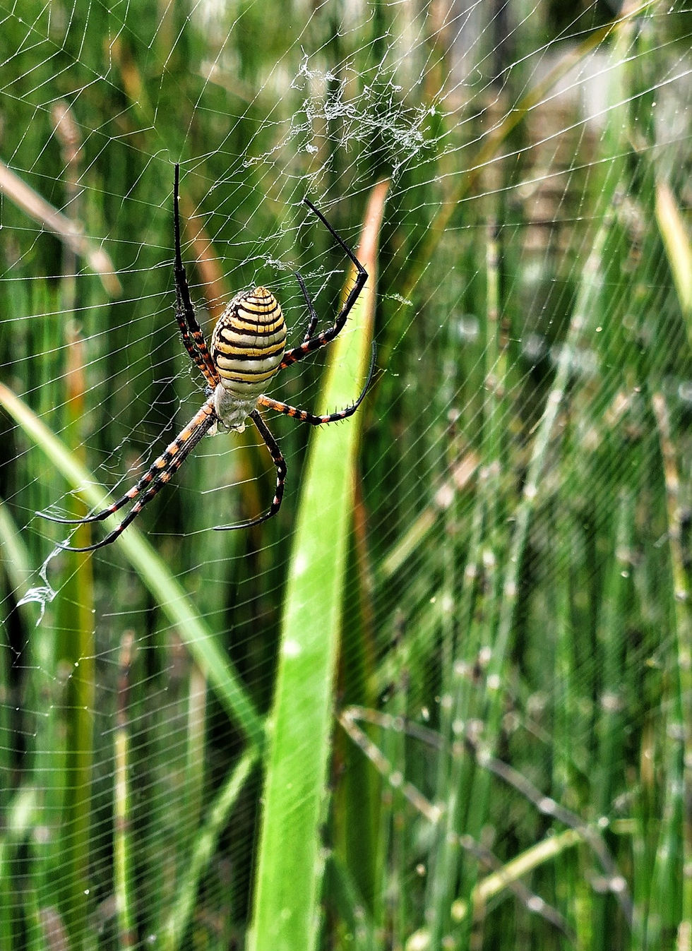 עומק שדה קטן-התקרבות לנושא עדשה 1
