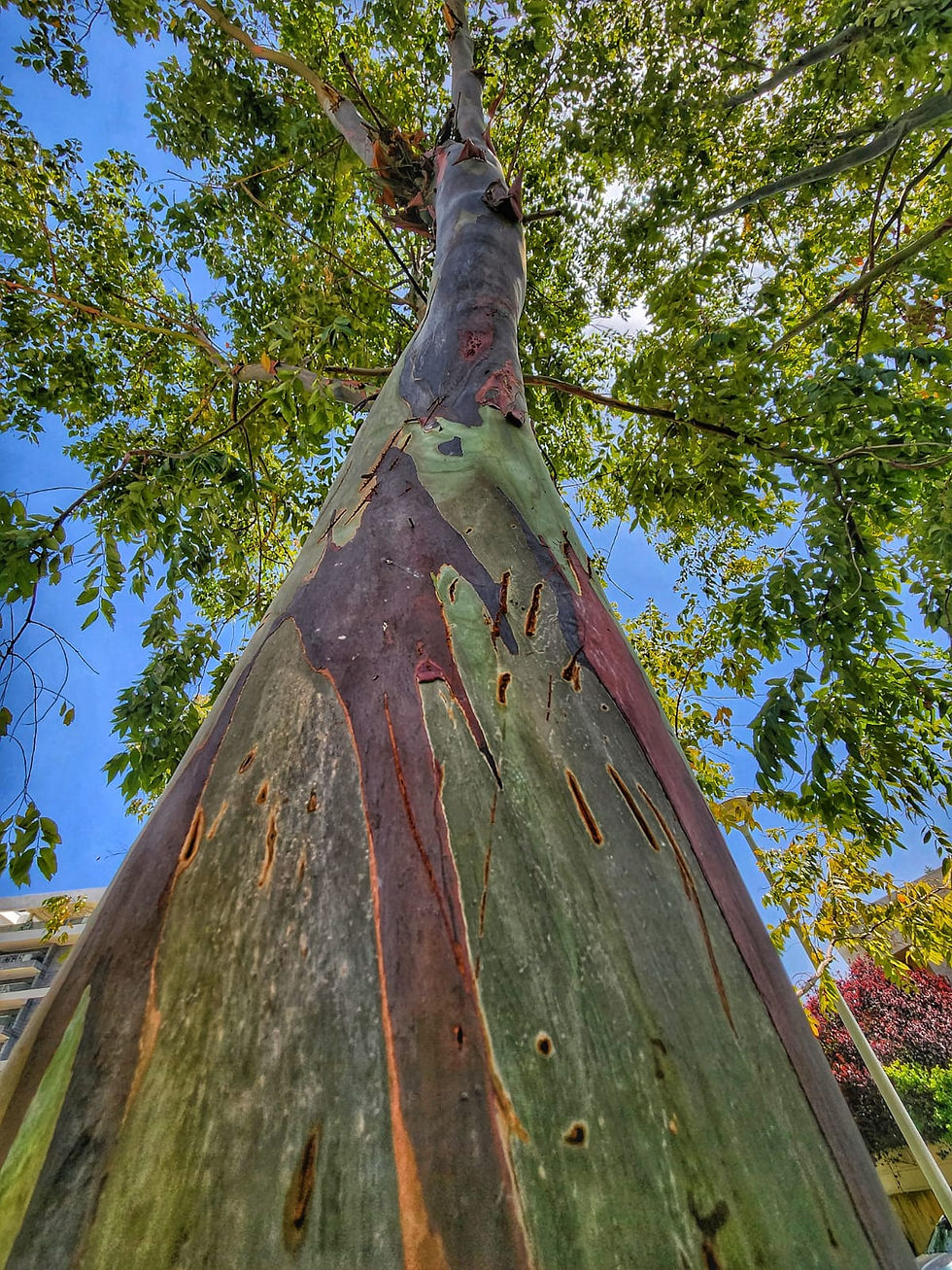 View from below of a tall rainbow eucalyptus tree with colorful bark and green leaves under a bright blue sky. A serene, natural setting.