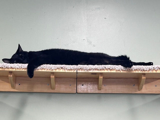 Silent Reading with Cats (1)