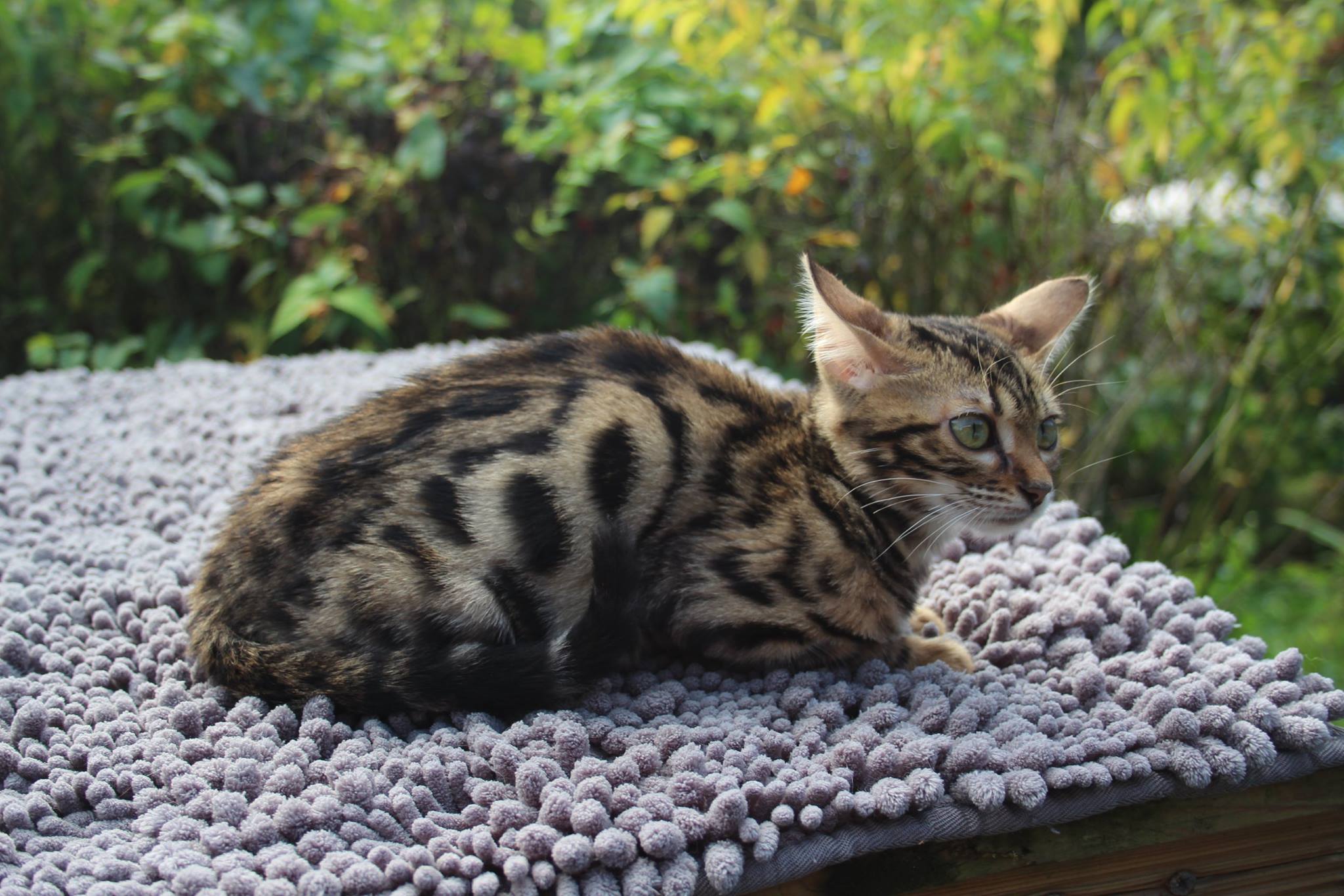 Sacrecoeurbengal Zarina Race Bengal Loof F2 île De France