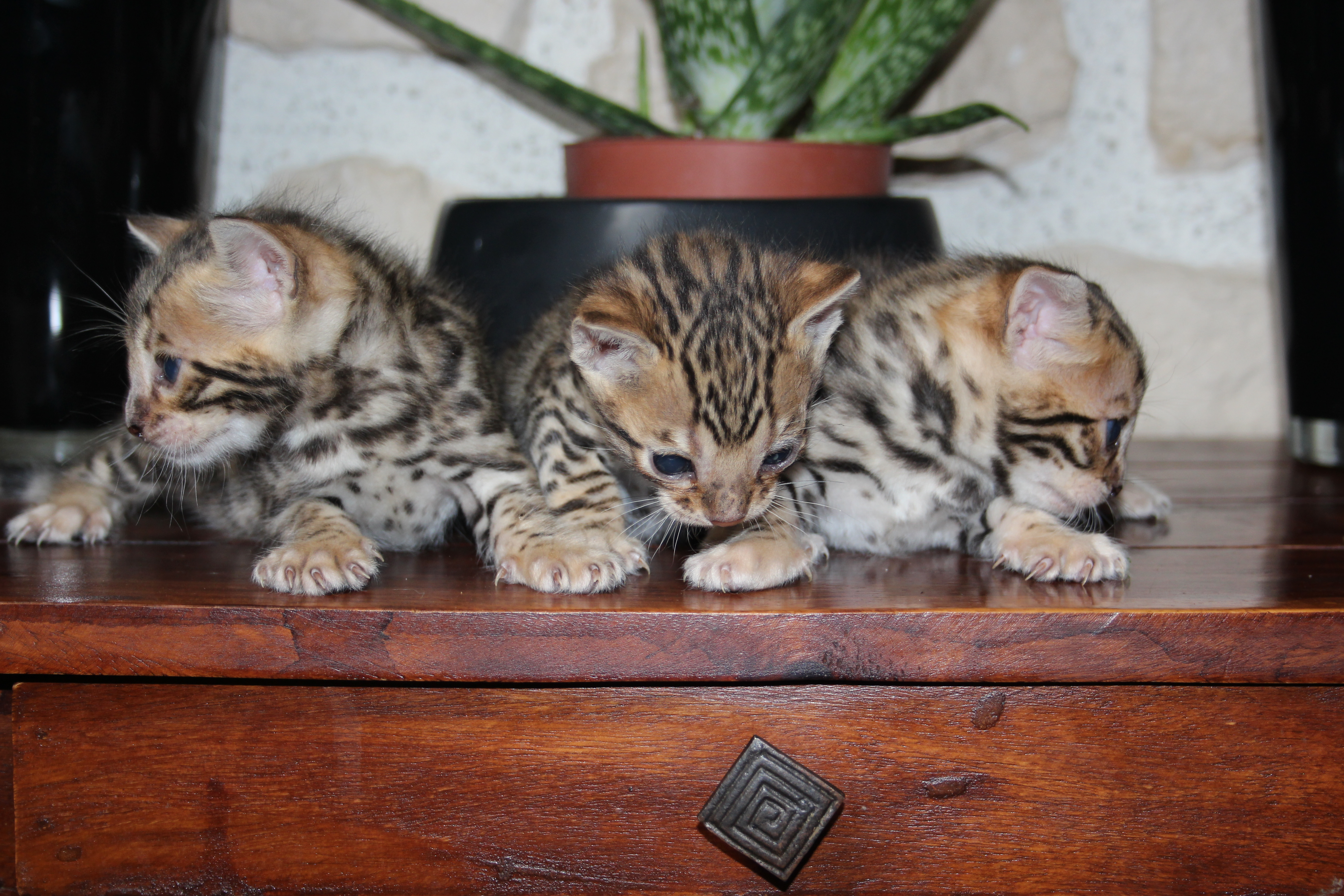 Elevage Familial De Bengal Loof Seine Et Marne