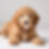 Cavapoo