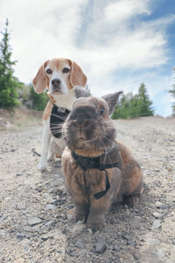 beaglebun37