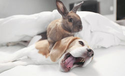 beaglebun4