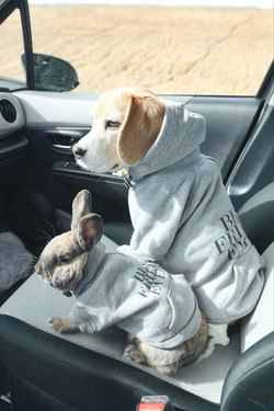 beaglebun6
