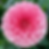 Thumbnail: KA's Guava Dahlia