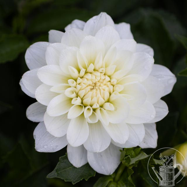 Thumbnail: Bride to Be Dahlia