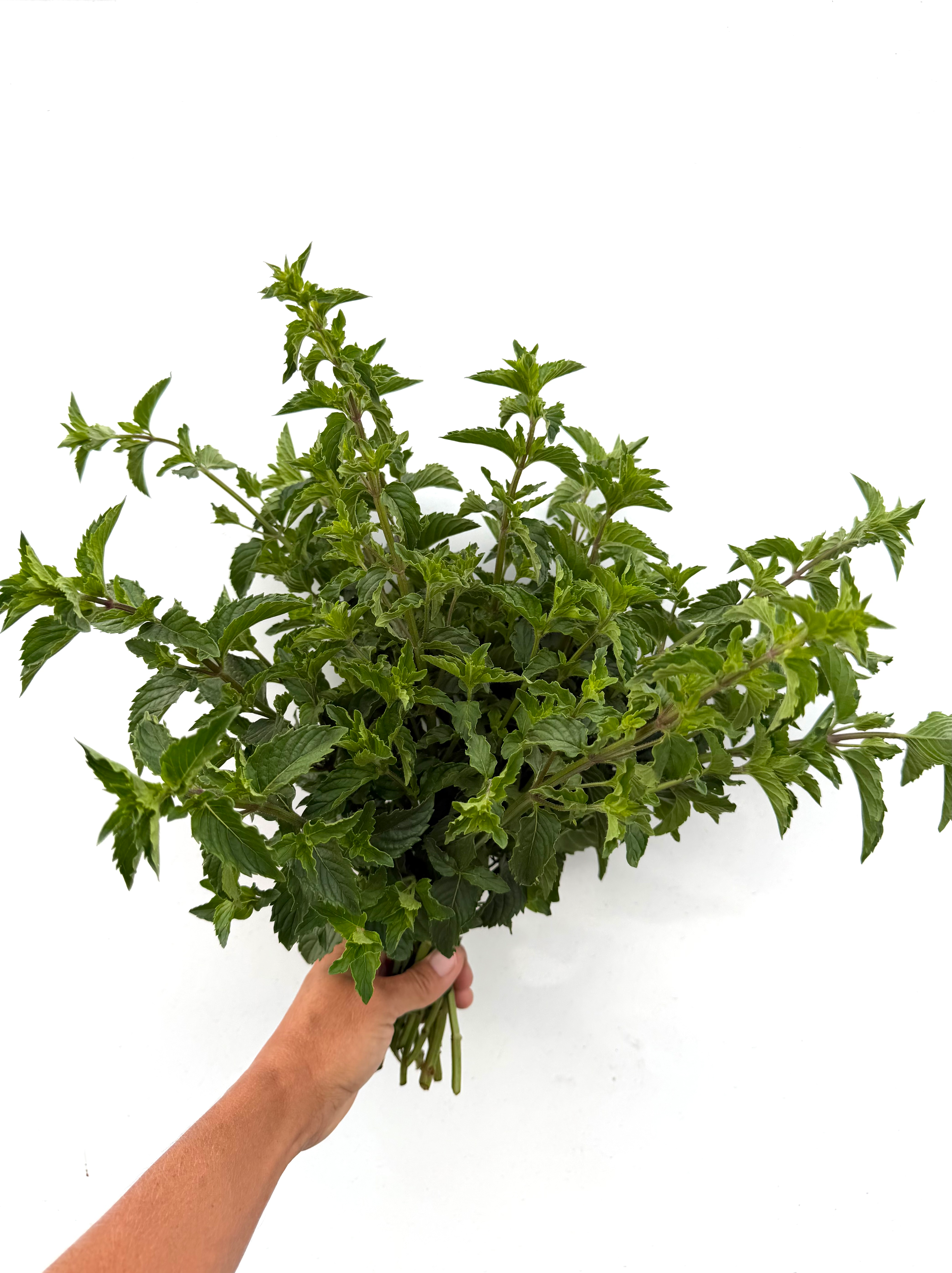 Spearmint