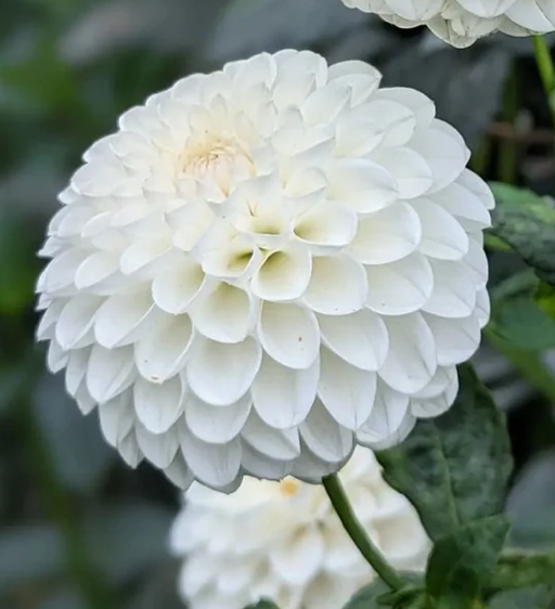Thumbnail: Ferncliff Pearl Dahlia