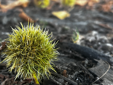 Consider the Chestnut Tree