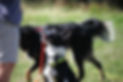 ecucation chien.jpg