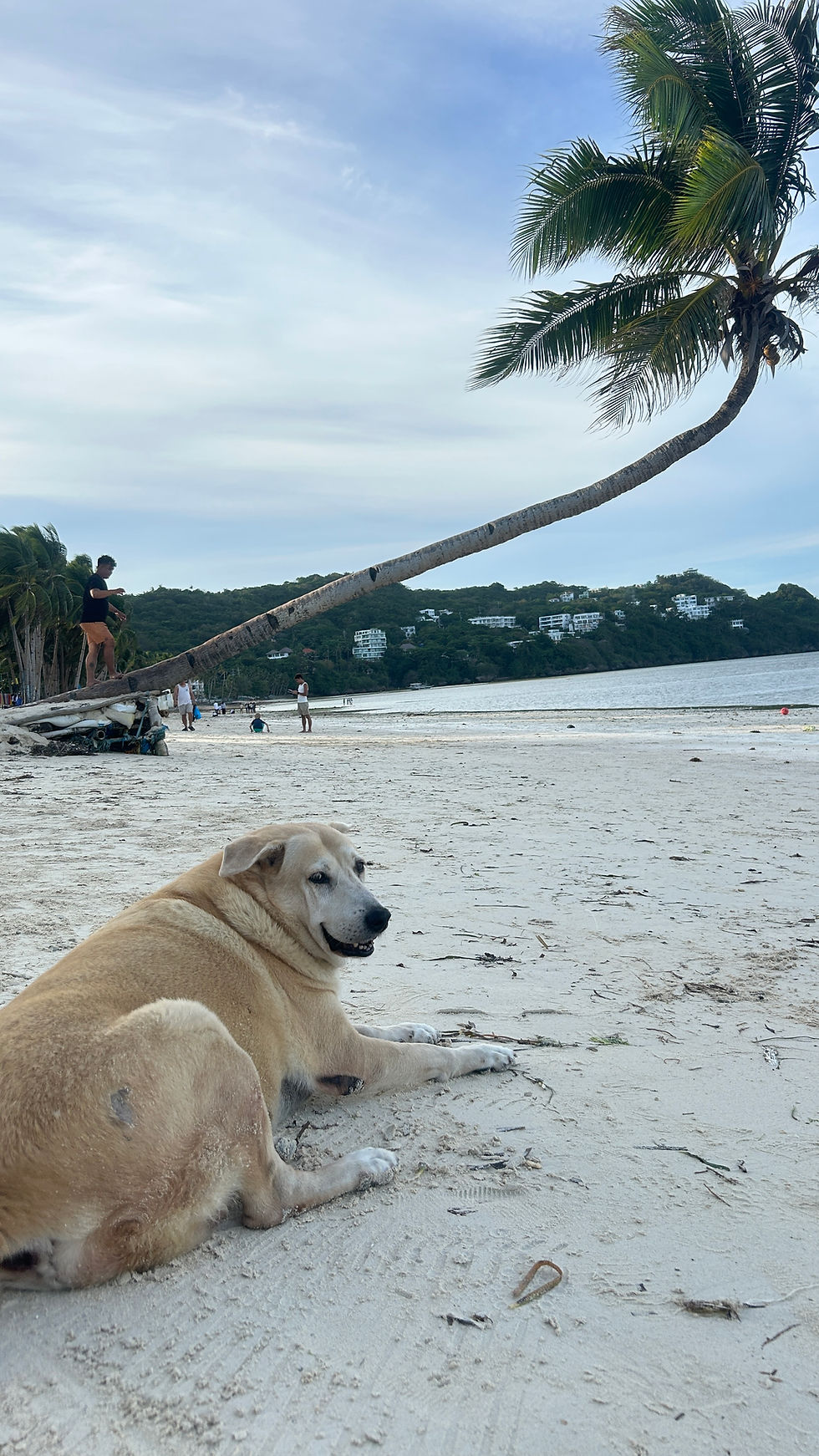 A dog lying on bulabog beach next to the Boracay leaning Tree