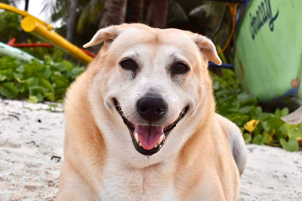 A dog on the beach smiling