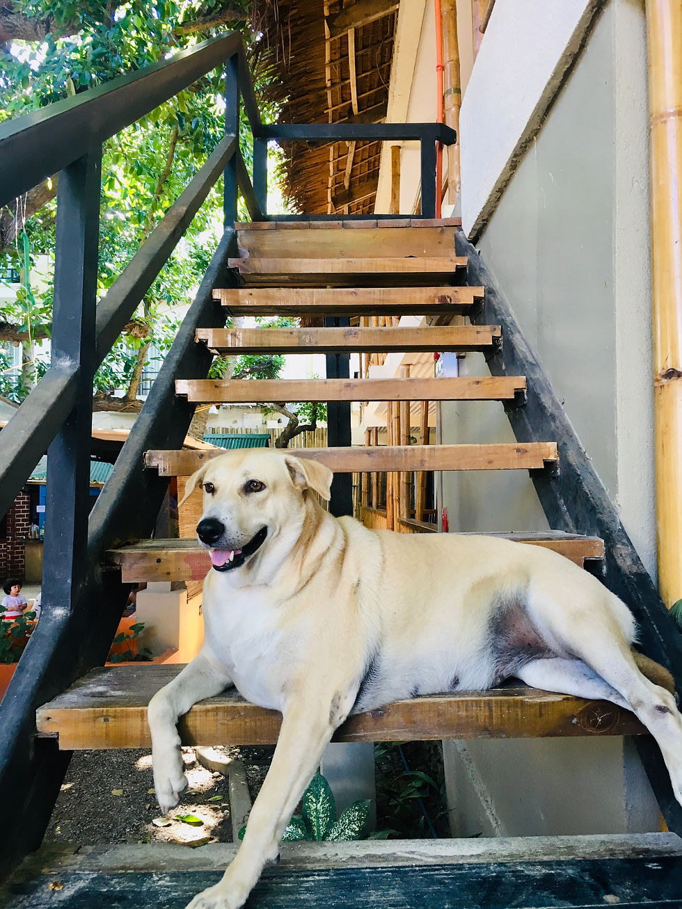 A dog sitting on stairs
