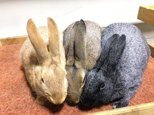 Rabbit Production | Silverwolf Farm