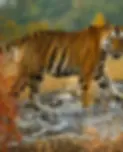 Madhya Pradesh .webp
