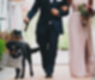 pet sitter wedding day