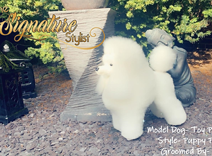 Toy Poodle AD.png