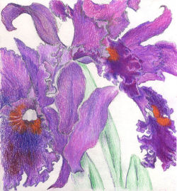 Orchid