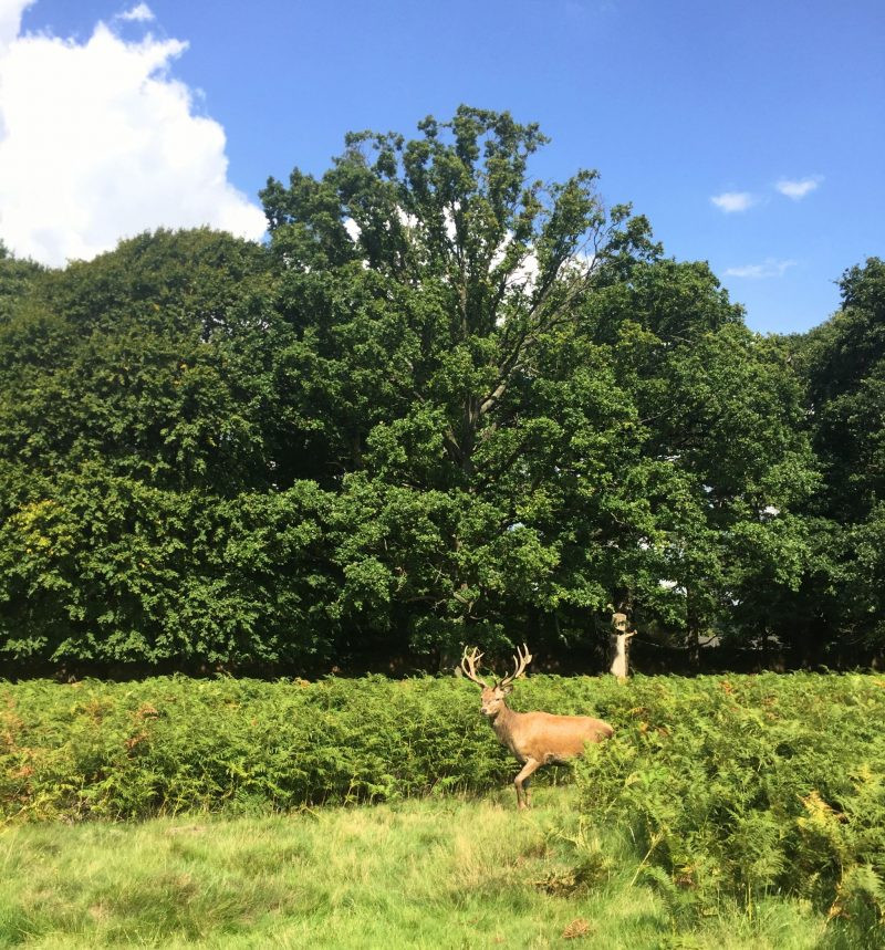 Richmond Park Deer