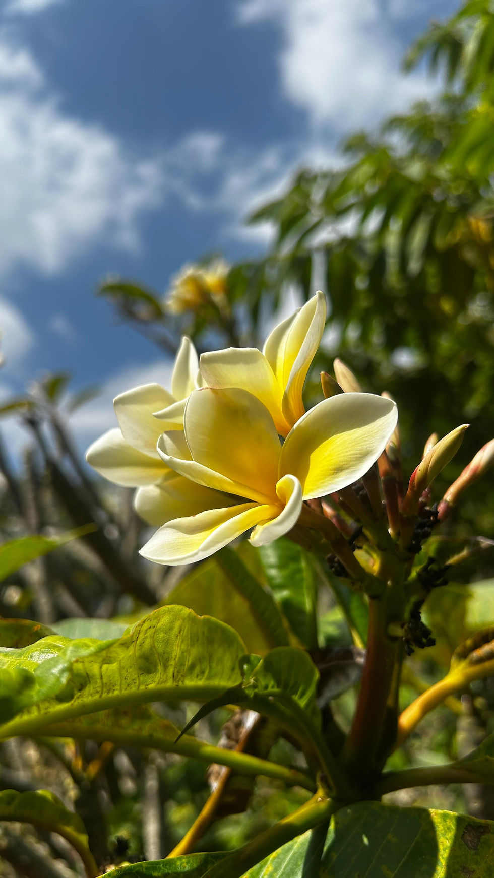 Western ghats cascara India Bengaluru