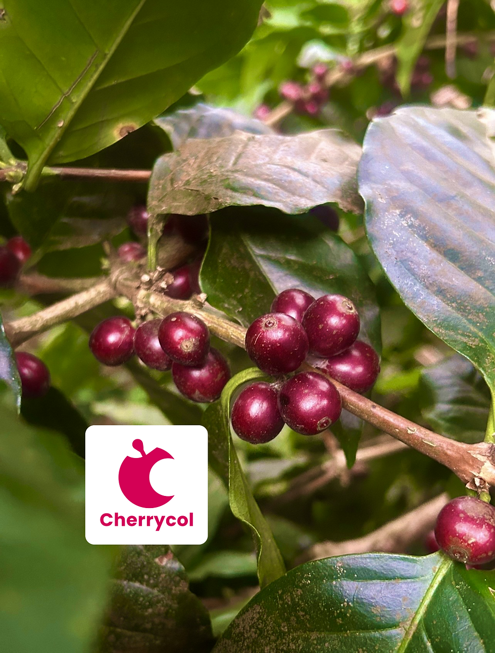 Cherrycol